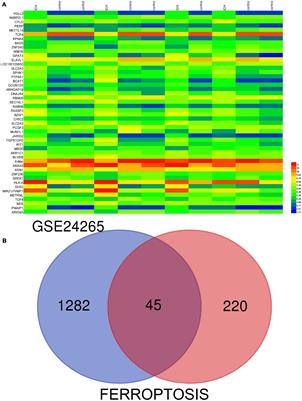 Bioinformatics Analysis Identifies Potential Ferroptosis Key Genes in the Pathogenesis of Intracerebral Hemorrhage